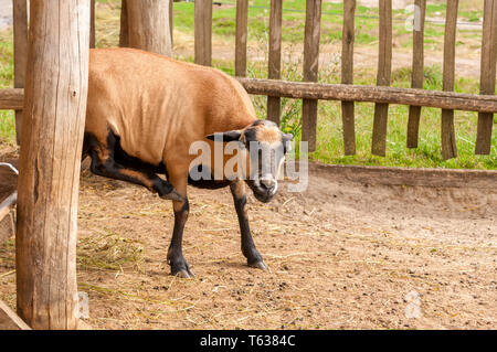 Vue sur une chèvre rayer elle-même dans un zoo sur une journée ensoleillée. Banque D'Images