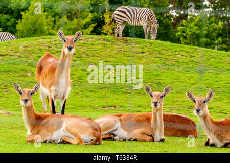 Vue sur un groupe du sud de cobes lechwes dans un zoo sur une journée ensoleillée. Banque D'Images