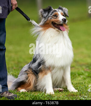 Portrait d'un Berger Australien pure race chien. Rome, Italie - 28 Avril 2019 Banque D'Images