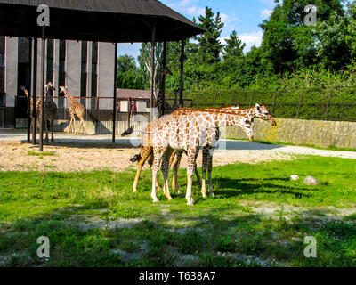 Belles girafes paissent dans l'herbe - plus les girafes dans la photo. Banque D'Images