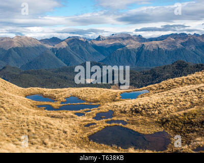 Alpine tarns, dans pays de buttes, au-dessus de la limite forestière, vue sur les montagnes lointaines, Mt Burns Piste, Parc National de Fiordland, Southland, Nouvelle-Zélande Banque D'Images