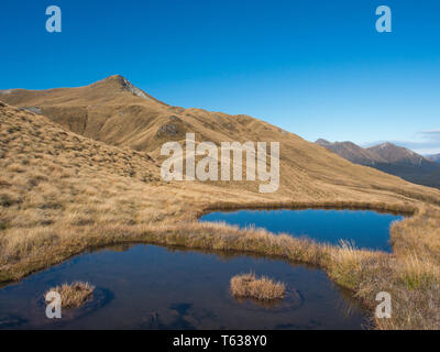 Alpine tarns, dans pays de buttes, au-dessus de la limite forestière, vue sur les montagnes lointaines, Mt Burns Piste, Parc National de Fiordland, Southland, Nouvelle-Zélande Banque D'Images