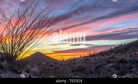 Coucher du soleil sur le sentier de randonnée North Scottsdale avec la plante en premier plan. Banque D'Images