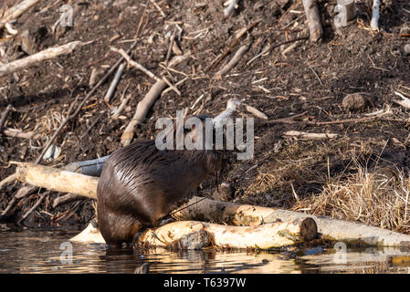 Une grande escalade castor à travers les journaux pour transporter de la boue et des bâtons l'un à côté de Beaver Lodge Banque D'Images