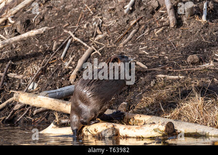 Une grande escalade castor à travers les journaux pour transporter de la boue et des bâtons l'un à côté de Beaver Lodge Banque D'Images