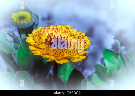 Glebionis coronaria, anciennement appelée Chrysanthemum coronarium, est une espèce de plantes de la famille. Banque D'Images