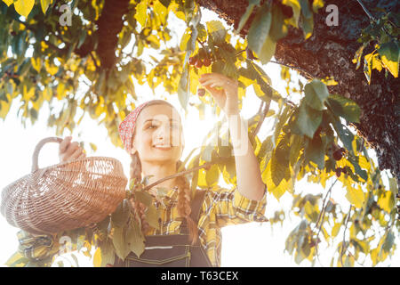 Femme plumant cerises de arbre en temps de récolte Banque D'Images