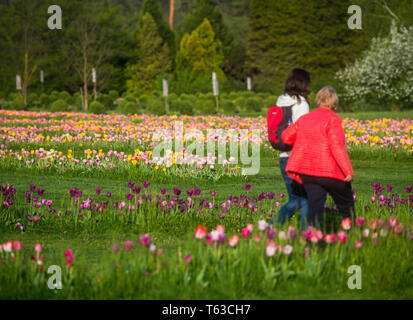 VOLCJI POTOK, SLOVÉNIE - 25 avril 2019 : Printemps tulipe exposition en Volcji potok Arboretum près de Kamnik. Banque D'Images