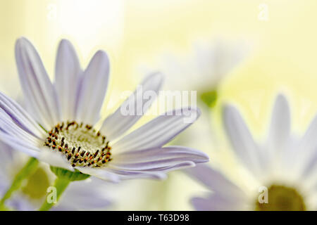 Senetti Fleur Pericalis Banque D'Images