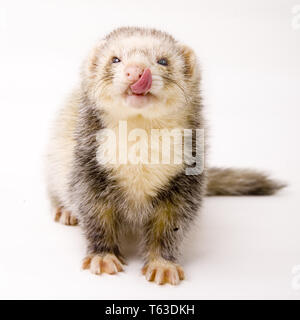 Mustela putorius furo furet [] Banque D'Images