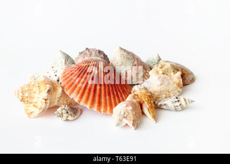 Belles coquilles de mer close up on white background Banque D'Images