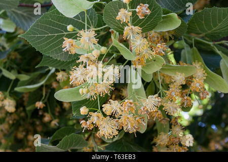 Arbre en fleurs fleurs de bois de tilleul, utilisée pour la préparation du thé, de guérison, de fond naturel du printemps. Banque D'Images