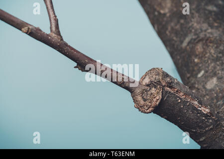 Branche de l'arbre greffé au début du printemps, où les bourgeons commencent déjà à fleurir 2019 Banque D'Images