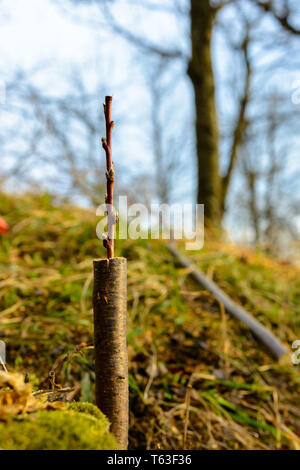 Vivre à boutures greffage pommier dans une fente avec des bourgeons, jeunes feuilles et fleurs. 2019 Gros plan Banque D'Images