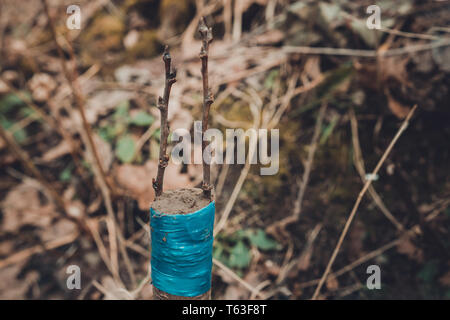 Vivre à boutures greffage pommier dans une fente avec des bourgeons, jeunes feuilles et fleurs. 2019 Gros plan Banque D'Images