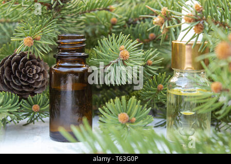 L'huile essentielle de conifères dans une bouteille sombre, une bouteille d'extrait, des branches de pins, les aiguilles vertes. Banque D'Images