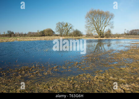 Un grand arbre dans l'eau sur une prairie inondée après la pluie et ciel bleu Banque D'Images