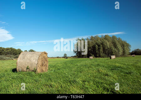 Une grande balle de foin fauché allongé sur un pré vert, un bosquet et un nuage blanc sur un ciel bleu Banque D'Images