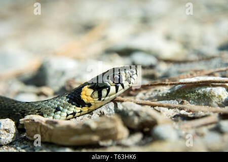 La tête de couleuvre vipérine, Natrix natrix de ramper sur le sol - close up Banque D'Images