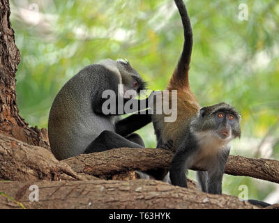 Surprise sur le visage d'un singe Sykes'/ singe à gorge blanche (Cercopithecus frontalis) dans l'on pistonne Arabuko Sokoke, Watamu, Kenya, Africa Banque D'Images