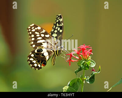 Points chauds & stripes - Citrus Swallowtail butterfly ou de Noël (Papilio caravaggio collier style necklace) se nourrissant de fleur rouge contre le fond uni de Watamu, Kenya, Africa Banque D'Images