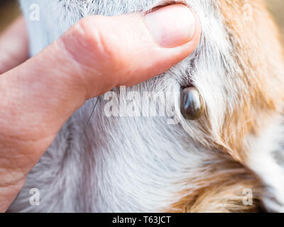 Tick suce le sang dans les chiens. Ixodes persulcatus. Mite collée sur un petit chien. La tique gorgée de sang. Danger pour le chien au cours de la mer d'élevage tiques Banque D'Images