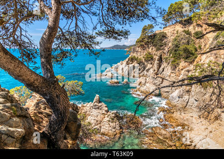 Meurtrisseurs Cala, Lloret de Mar, Costa Brava, Catalogne, Espagne Banque D'Images