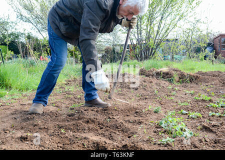 L'homme préparation sol à cultiver des légumes dans un jardin d'attribution Banque D'Images