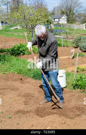 L'homme préparation sol à cultiver des légumes dans un jardin d'attribution Banque D'Images