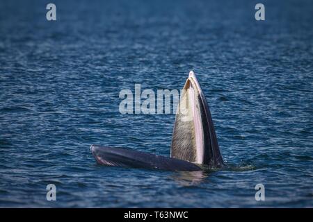 Rorqual de Bryde se nourrir dans l'océan. membres de la famille des baleines à fanons Banque D'Images