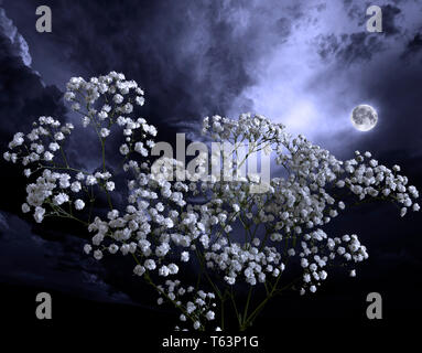 Lune d'été nuit à la floraison jardin. Pleine lune sur fond blanc brillant ou achillée l'achillée millefeuille (Achillea achillée ptarmique) fleurs. Fond floral romantique Banque D'Images