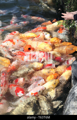 L'alimentation d'une fantaisie (carpes Koi Fish, Cyprinus carpio) dans jardin Koishikawa Korakuen, Okayama, Japon. Gros poissons introduire leurs têtes hors de l'eau accaparement Banque D'Images