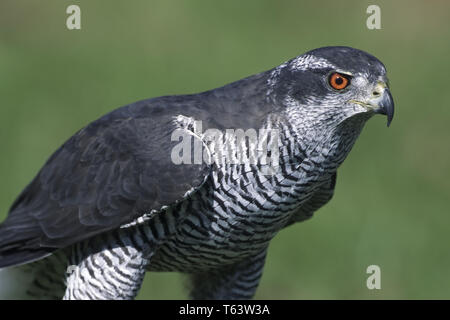 Épervier d'Eurasie (Accipiter nisus), Allemagne Banque D'Images