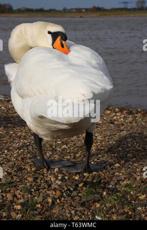 Le Cygne tuberculé ou Cygne Blanc, Cygnus olor, Allemagne Banque D'Images