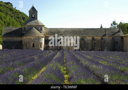 Champ de lavande, Provence, France, Europe Banque D'Images