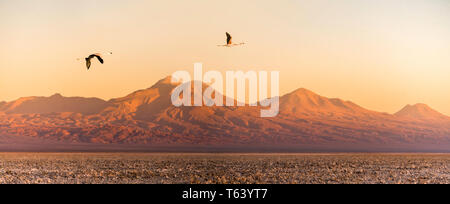 L'altiplano,deux flamants survolant la réserve nationale Los Flamencos dans le crépuscule, Atacama , Région d'Antofagasta, Norte Grande, Chili, Amérique du Sud. Banque D'Images