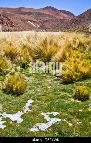 Les pâturages verts luxuriants dans un désert au même niveau élevé dans le désert d'Atacama dans les Andes chiliennes de |Amérique du Sud encore avec la glace d'une chute de neige récente. Banque D'Images