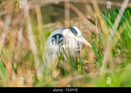 Héron cendré (Ardea cinerea) - libre avec selective focus Banque D'Images