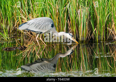 Héron cendré (Ardea cinerea) avec reflet dans l'eau - libre avec selective focus Banque D'Images