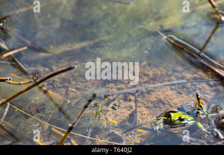 Paire de rainettes du Pacifique (Hyla regilla) l'accouplement en plongée Banque D'Images