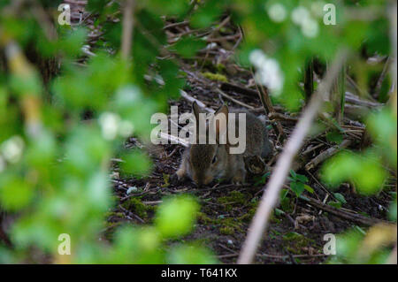 Jeune lapin qui était caché dans un buisson loin de son trou, essayant de se cacher de l'homme. Animal sauvage dans le sud de l'Angleterre. Banque D'Images