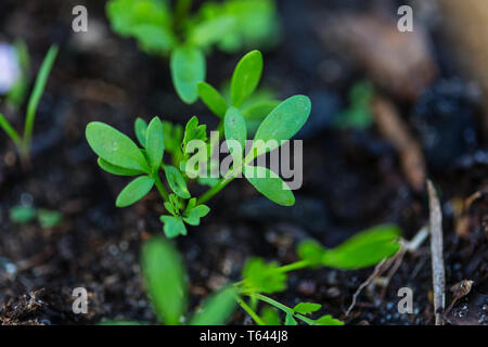 Petit ressort sprout dans ferme horticole. Concept d'une vie verte. L'écologie et l'environnement. Banque D'Images