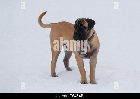 Bullmastiff mignon chiot est debout sur la neige blanche. Animaux de compagnie. Chien de race pure. Banque D'Images