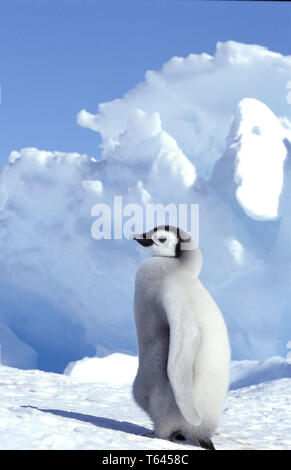 Manchot Empereur, Kaiserpinguin, Aptenodytes forsteri, Burundi, l'Antarctique, Dawson-Lambton Glacier Banque D'Images