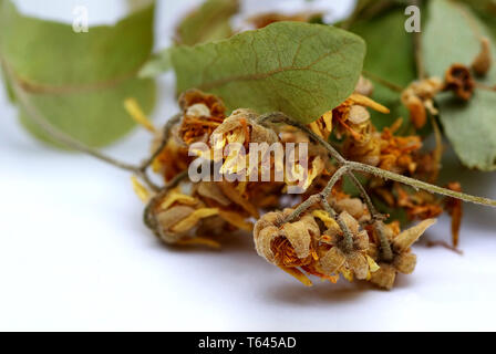 Largeleaf linden ou feuillus tilleul, Tilia platyphyllos Banque D'Images