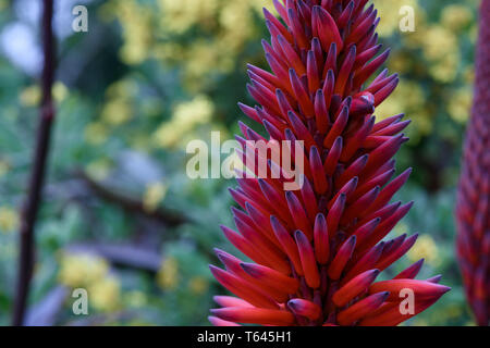 La floraison de la succulente les Krantz aloe. Un aloès endémique en Afrique du Sud qui a des applications médicinales et la flore magnifique Banque D'Images