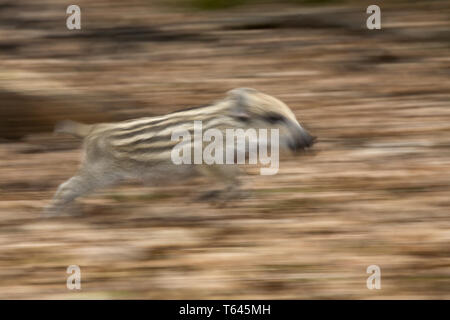 Le Sanglier, Sus scrofa, shoats Nationalpark, forêt de Bavière, Allemagne Banque D'Images