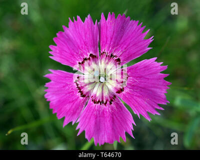 Sweet William et barbus, rose Dianthus barbatus Banque D'Images