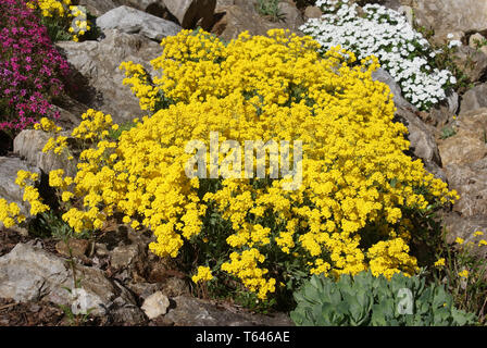 Sweet alyssum ou sweet alison, Lobularia maritima Banque D'Images