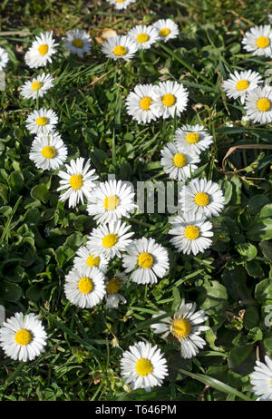 Gros plan de pâquerettes communes fleurs blanches fleurs fleurs fleurs sauvages fleurs sauvages au printemps Angleterre Royaume-Uni Grande-Bretagne Banque D'Images